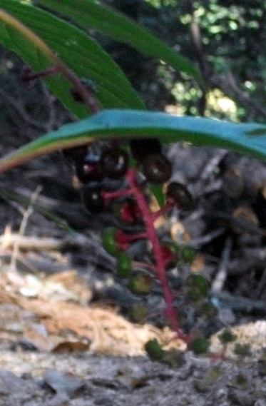 DSCF3431.JPG